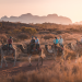 Uluru Camel Tours